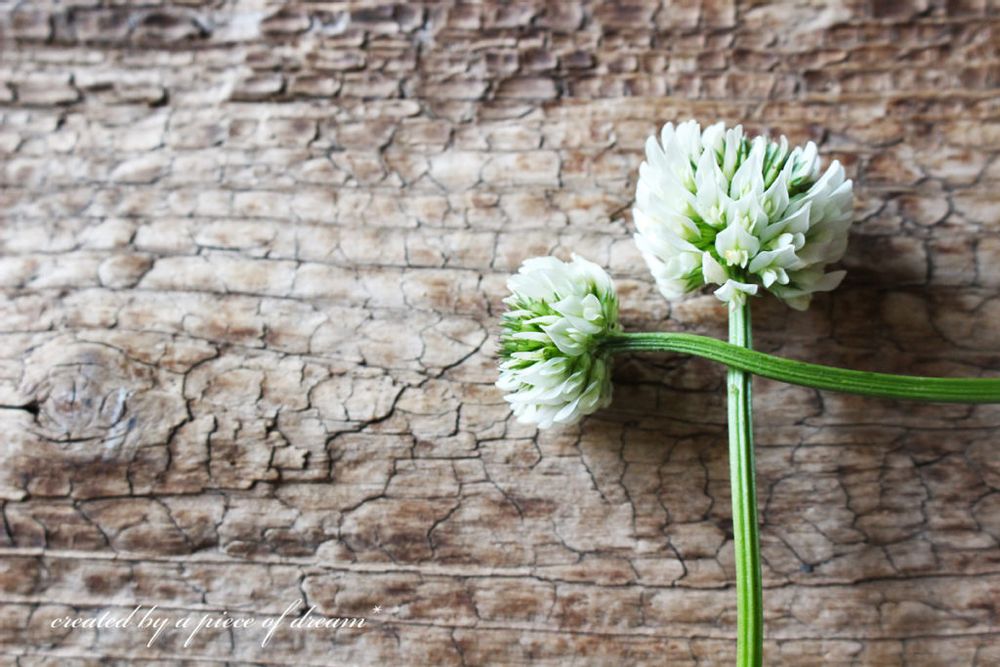 花冠 作り方 シロツメクサ