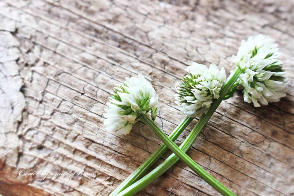 花冠 作り方 シロツメクサ