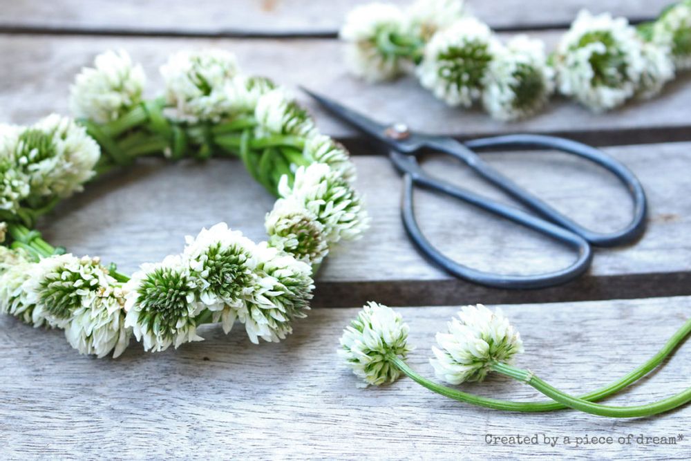 花冠 シロツメクサ