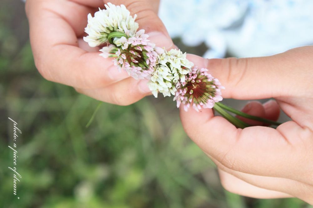 花冠 シロツメクサ