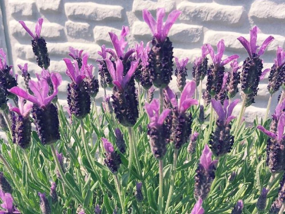 フレンチラベンダー　　ピンク色の花