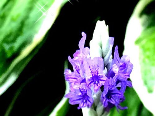 フレンチラベンダーの育て方 剪定や挿し木 収穫の方法は 地植えのコツは Greensnap グリーンスナップ