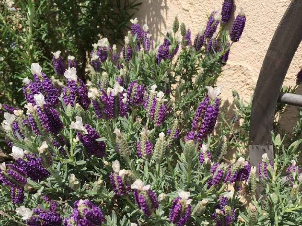 フレンチラベンダー　葉　紫色