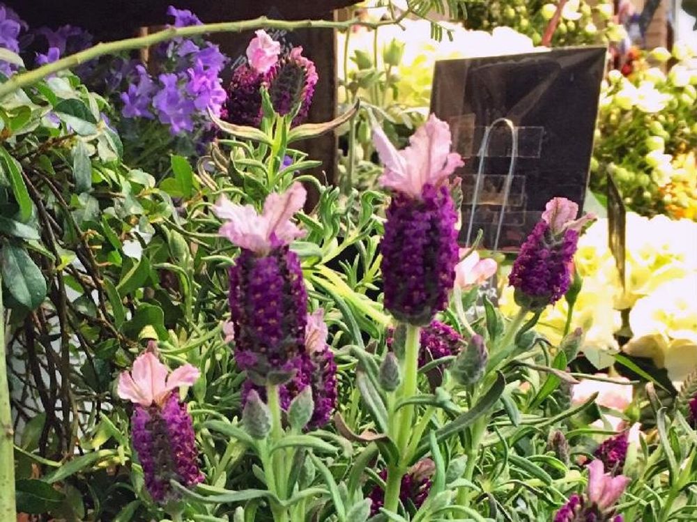 フレンチラベンダー　ピンク色の花