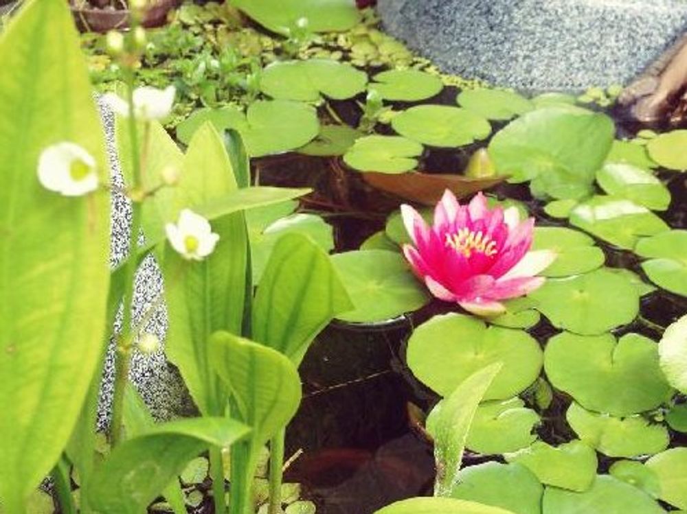 温帯スイレン　水面　赤い花