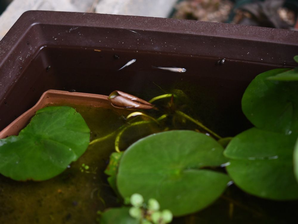 温帯スイレン　プランター　水面