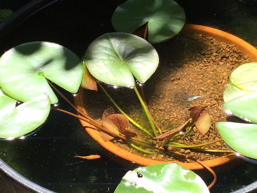 温帯スイレン　鉢植え　水面　葉