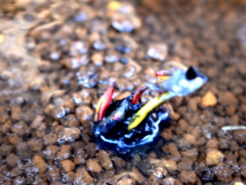 温帯スイレン　用土　濡れた土