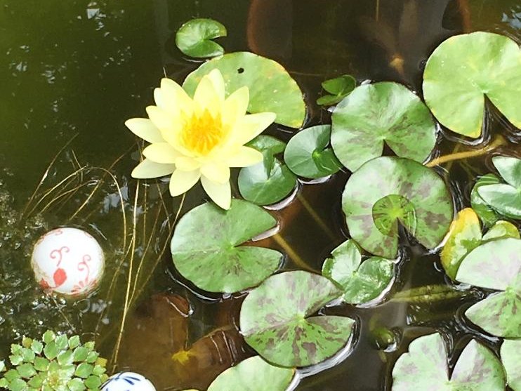 温帯スイレン　鉢植え　水面　黄色い花
