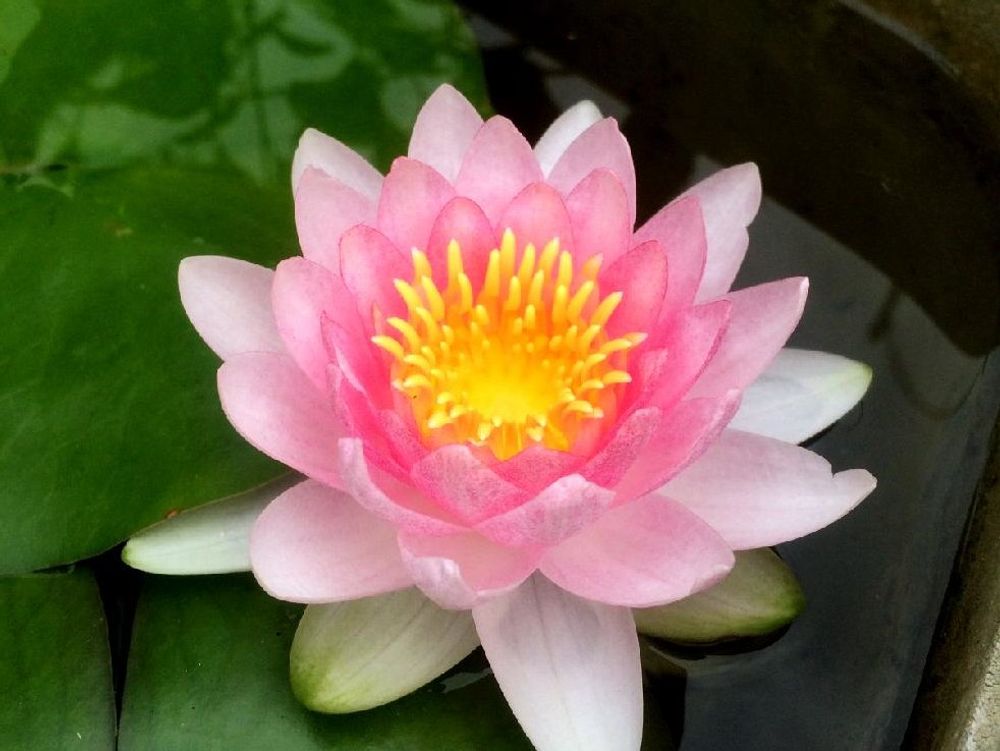 温帯スイレン　水面　ピンク色の花