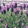 フレンチラベンダーの育て方｜地植えで冬越しできる？剪定のコツは？の画像