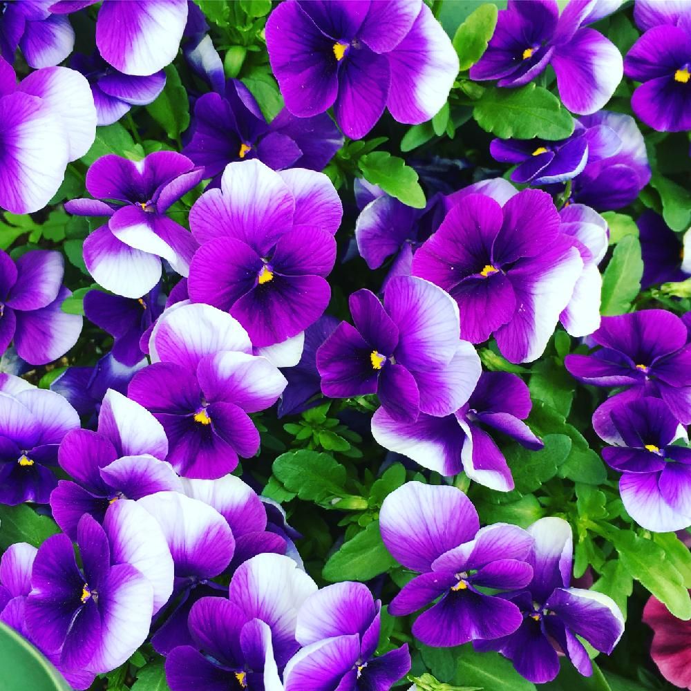 Photo by JapaneseKitchenさん