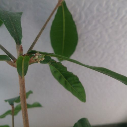 ミラクルフルーツの育て方 苗の植え付け方や置き場所は Greensnap グリーンスナップ