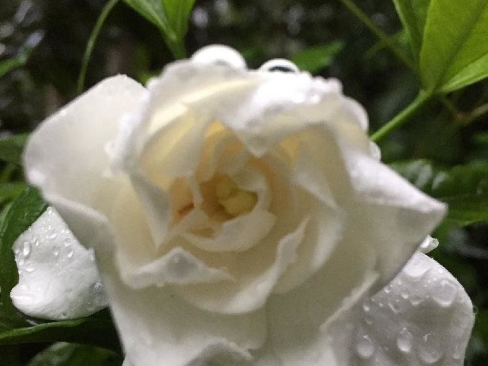 クチナシ(ガーデニア)　白い花　水滴