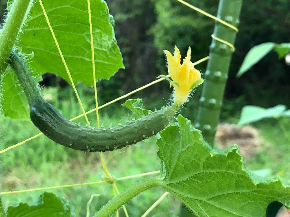 キュウリ　緑の野菜
