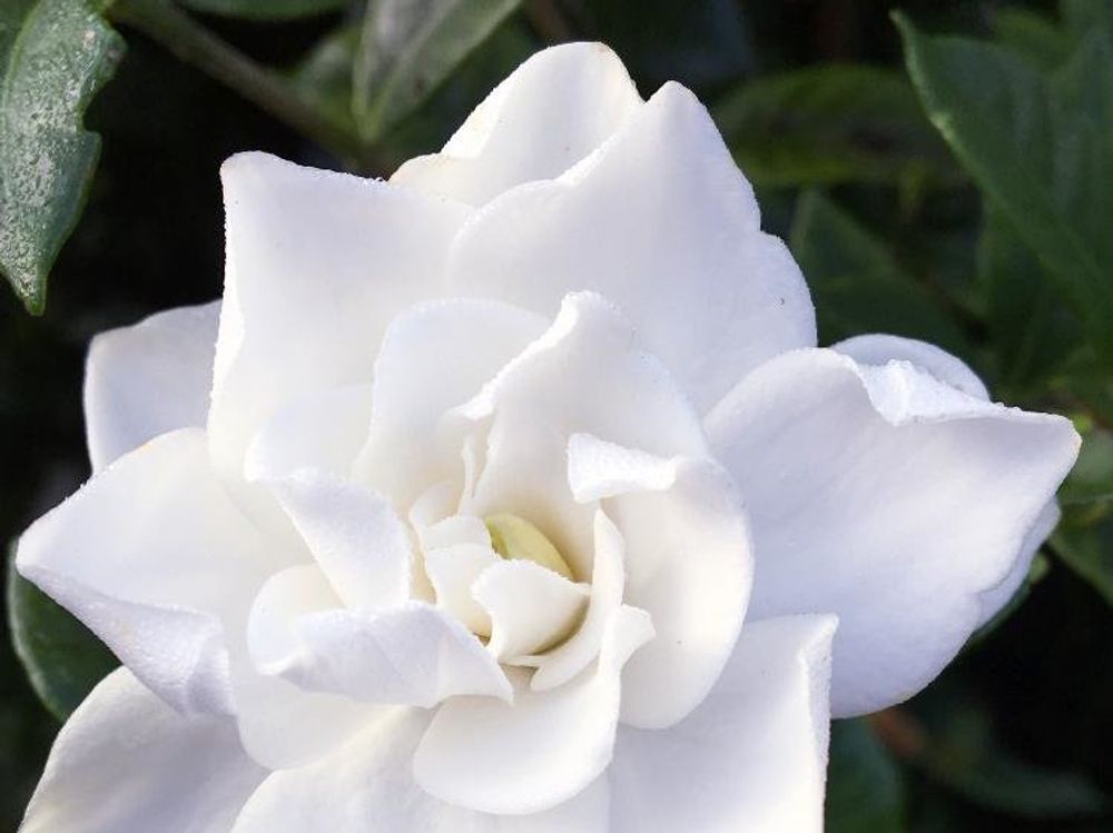 クチナシ(ガーデニア)　白い花