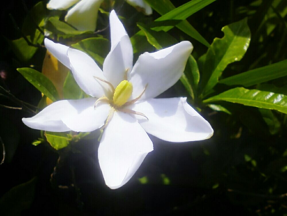 クチナシ(ガーデニア)　白い花