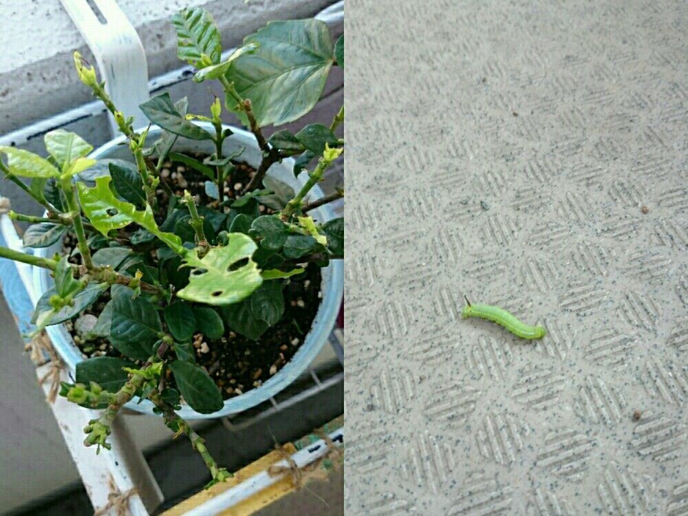 クチナシ(ガーデニア)　鉢植え