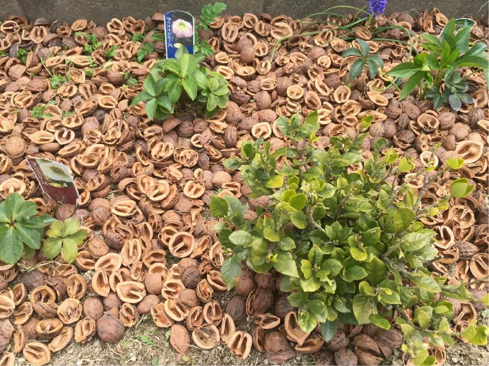 クチナシ(ガーデニア)　葉