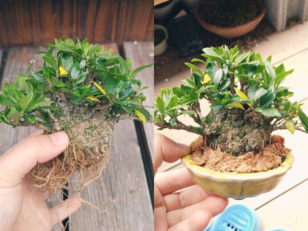 クチナシ(ガーデニア)　鉢植え