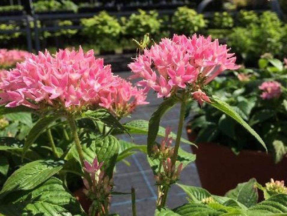 ペンタス　ピンク色の花　鉢植え