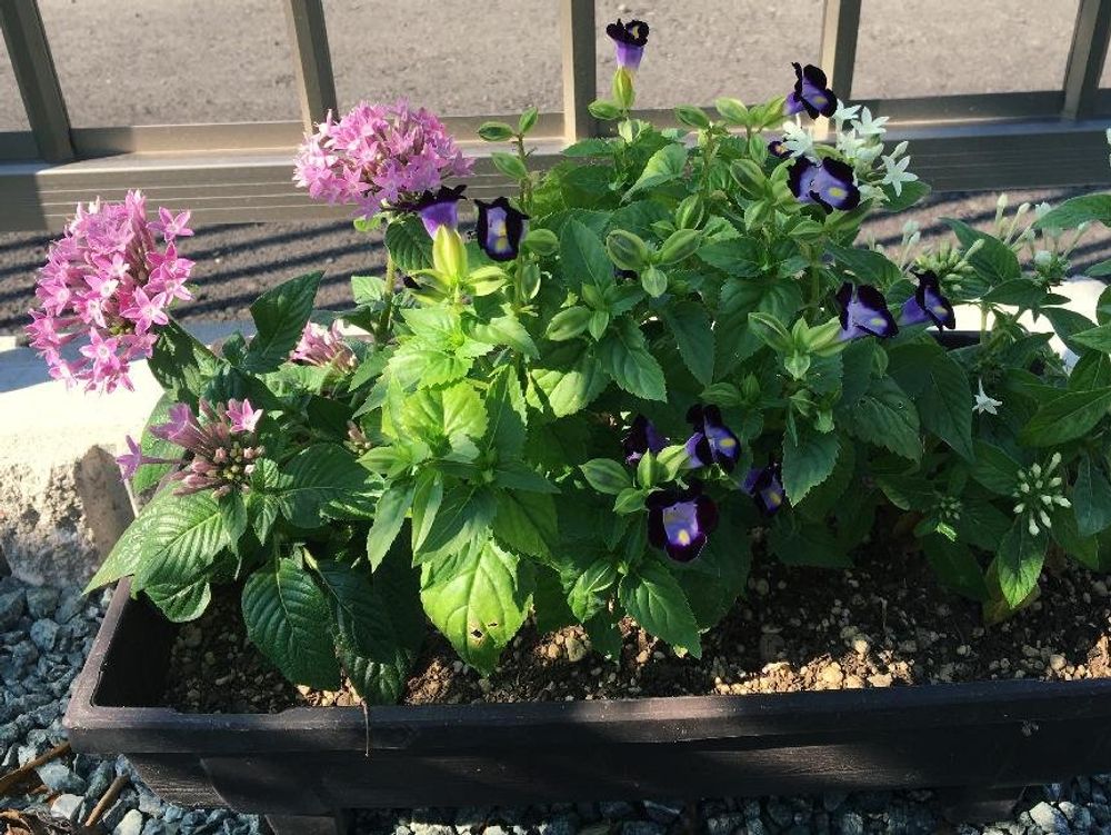 ペンタス　鉢植え　プランター　ピンク色の花