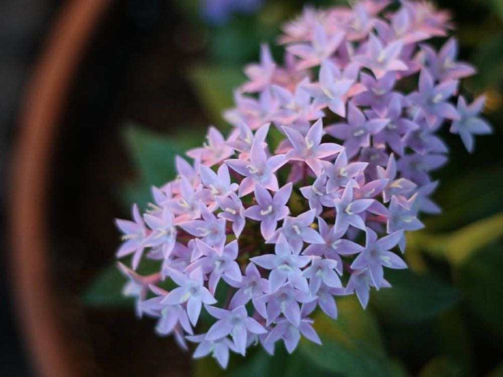 ペンタス　紫色の花　鉢植え
