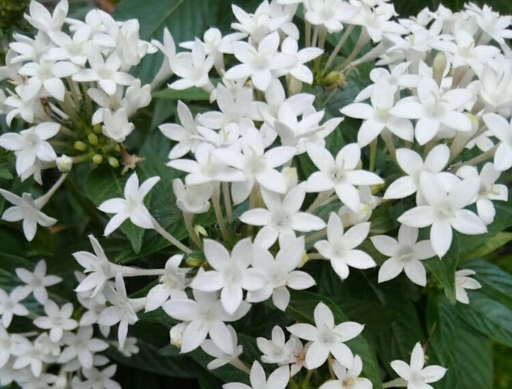 ペンタス　白い花