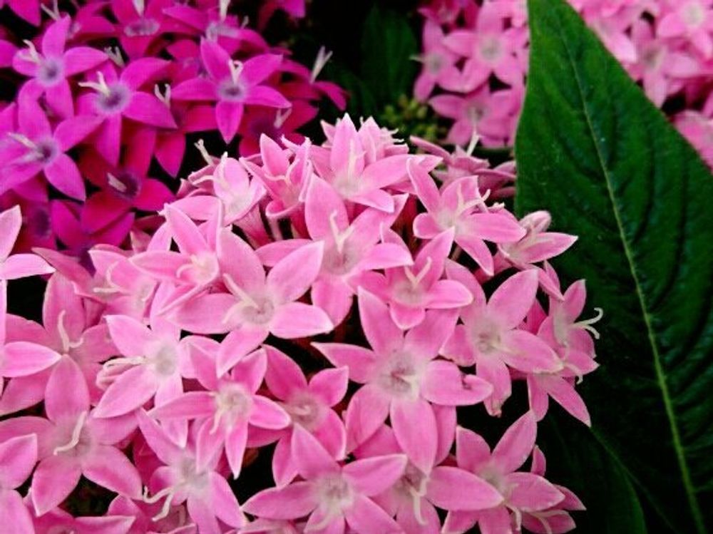 ペンタス　ピンク色の花