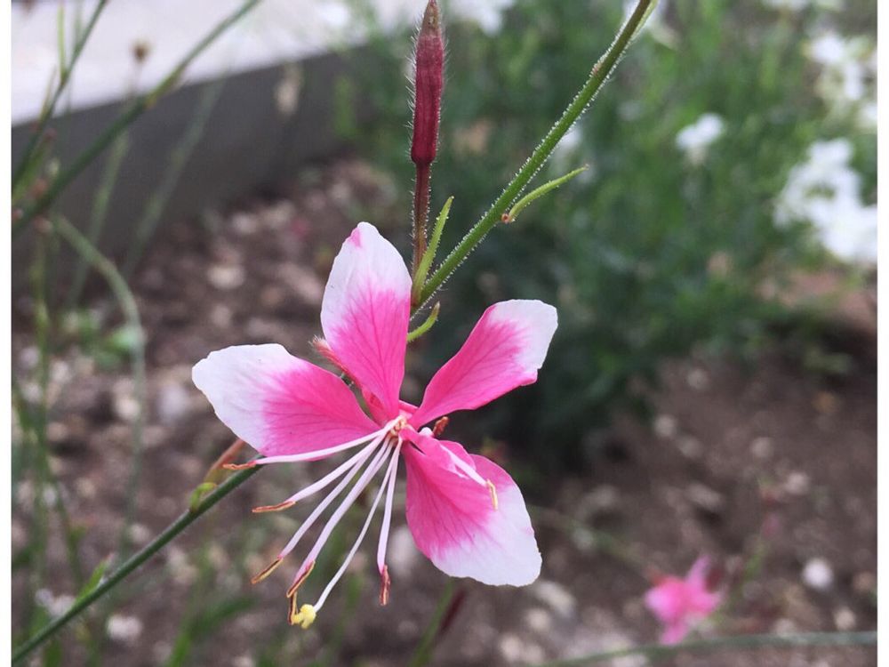 ガウラ(白蝶草)　ピンク色の花