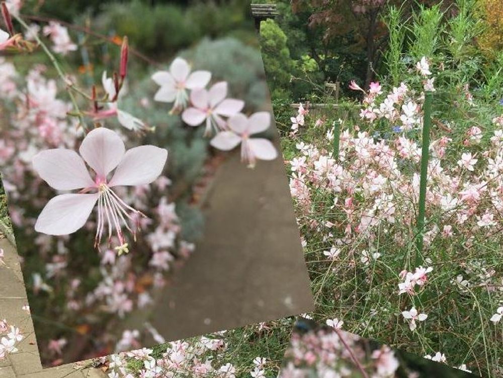 ガウラ(白蝶草)　白い花