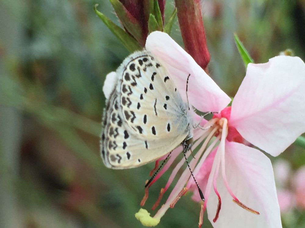 ガウラ(白蝶草)　白い花
