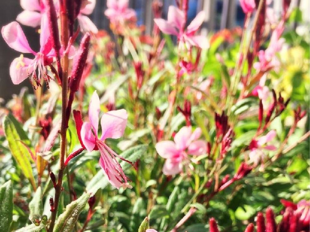 ガウラ(白蝶草)　ピンク色の花