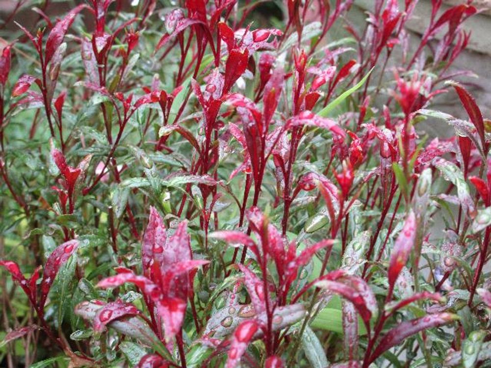 ガウラ(白蝶草)　赤い花