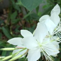 ガウラ(白蝶草)の育て方｜株分けや挿し木の時期と方法は？剪定は必要？の画像