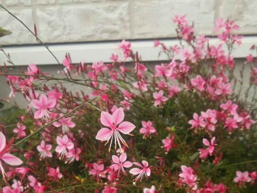 ガウラ(白蝶草)　ピンク色の花