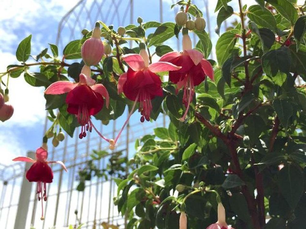 フクシア　赤い花　青空