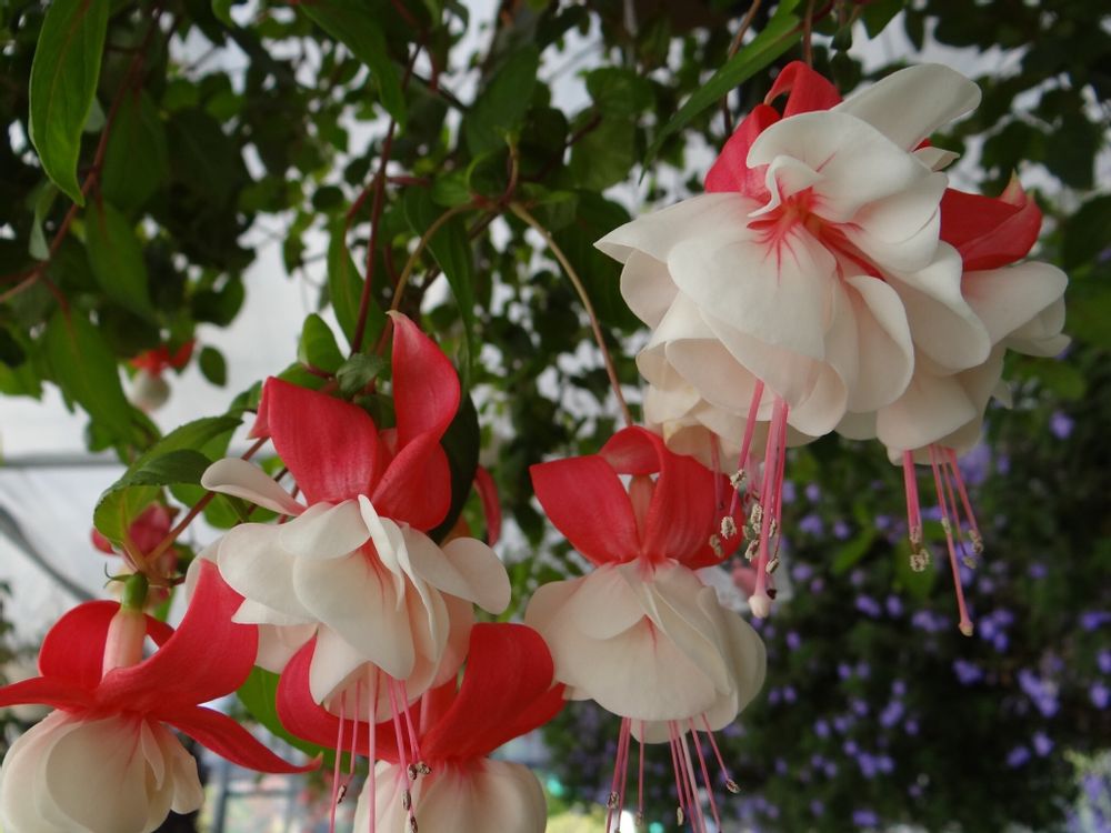 フクシア　紅白の花