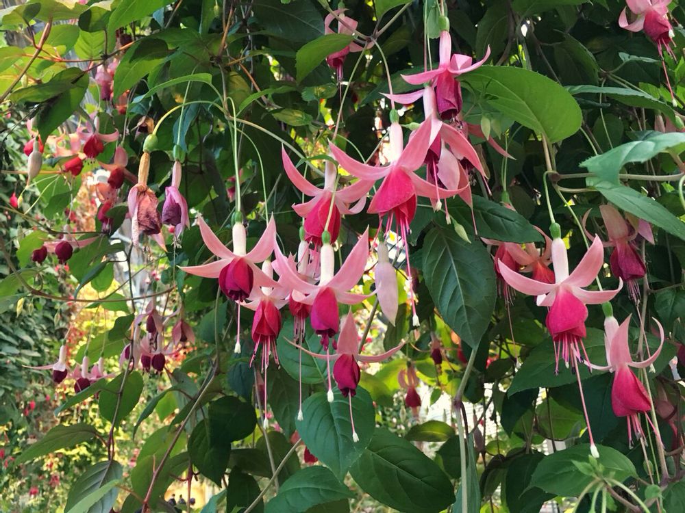 フクシア　ピンク色の花