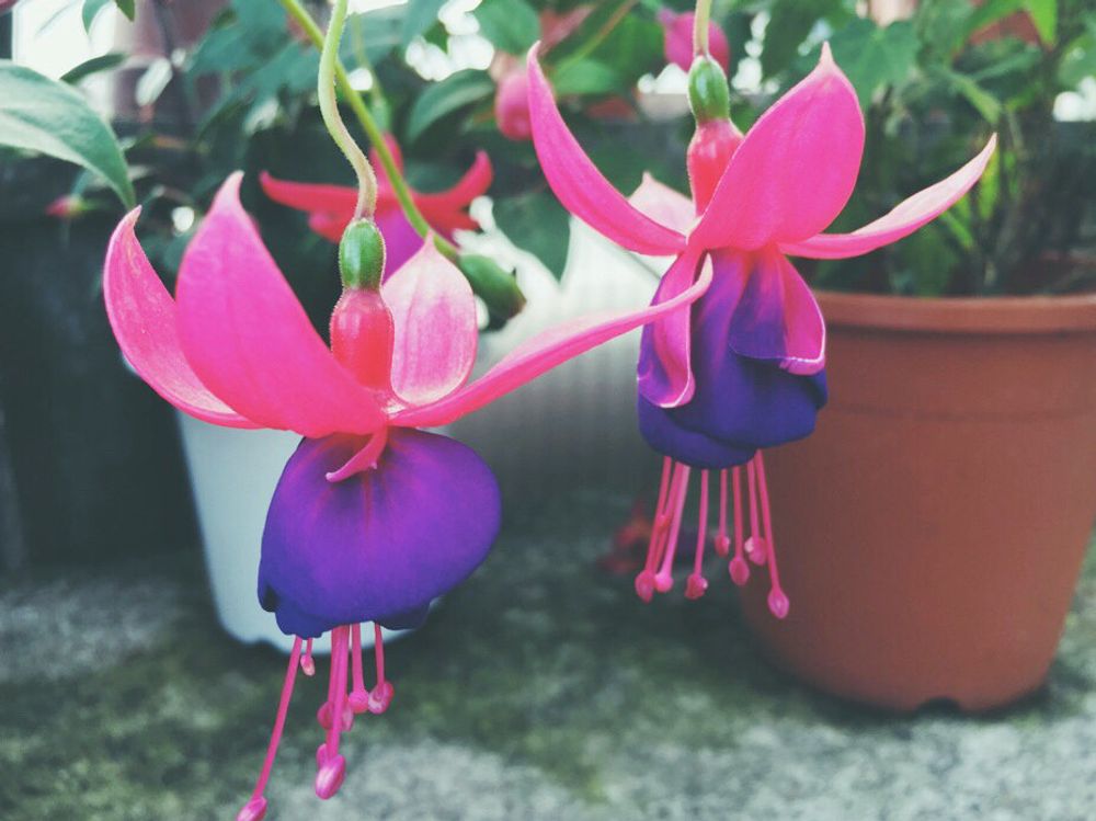 フクシア　ピンク色の花