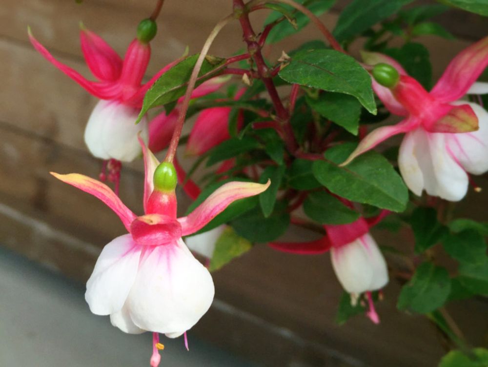 フクシア　紅白の花