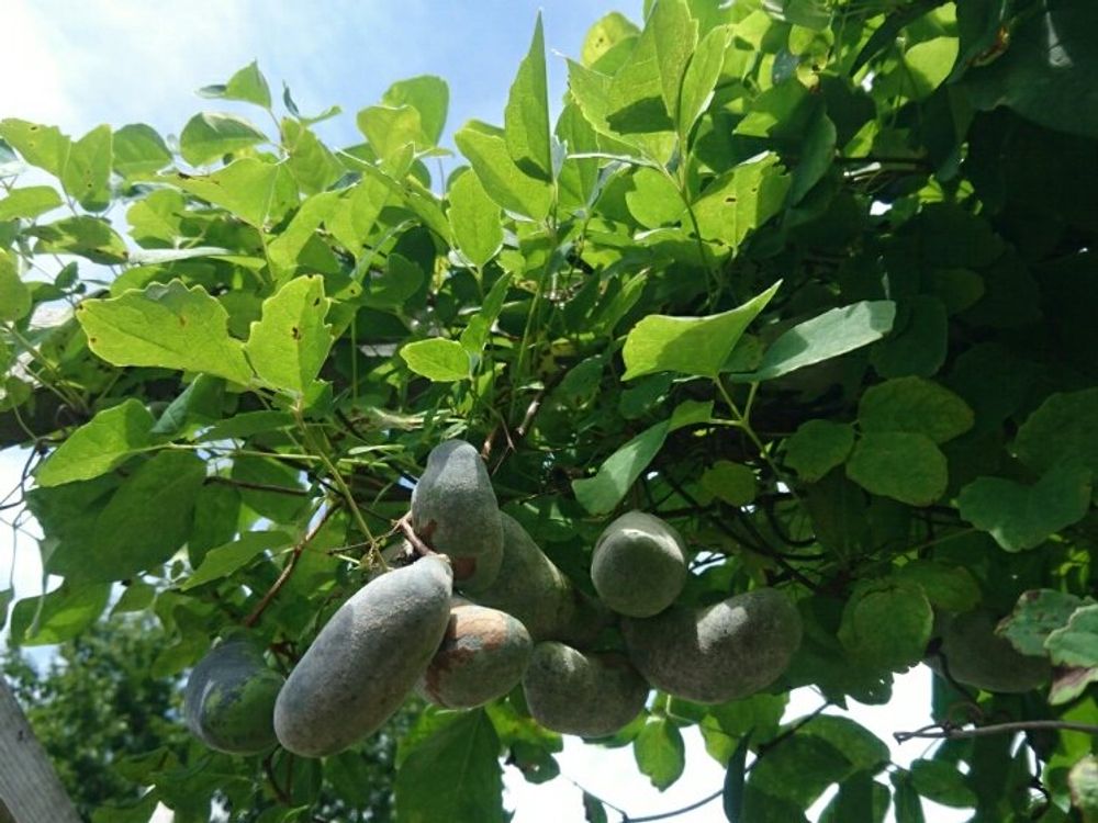 アケビ　葉　実