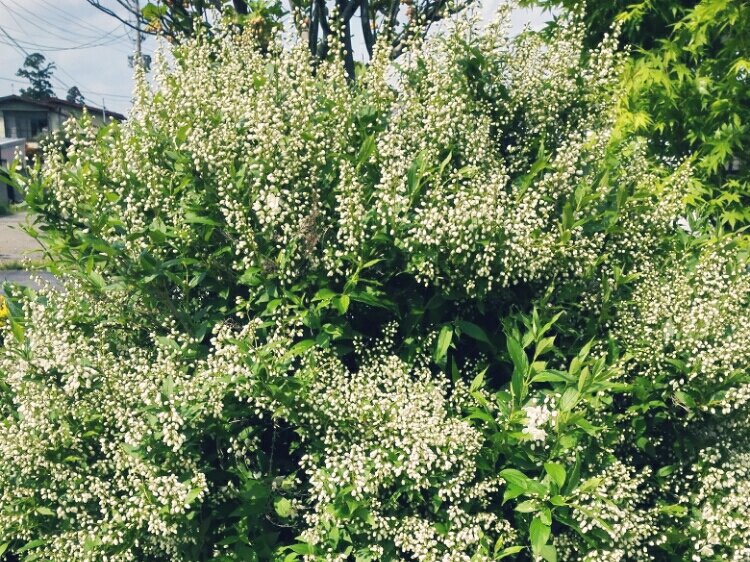 ヒメウツギ　白い花