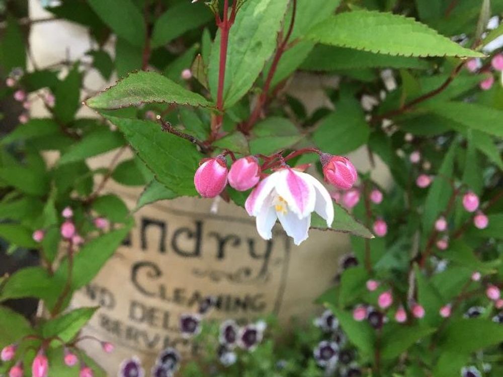 ヒメウツギ　　ピンク色の花