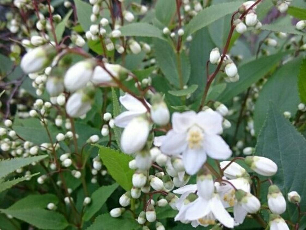 ヒメウツギ　白い花