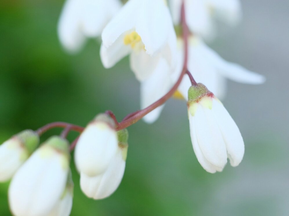 ヒメウツギ　白い花