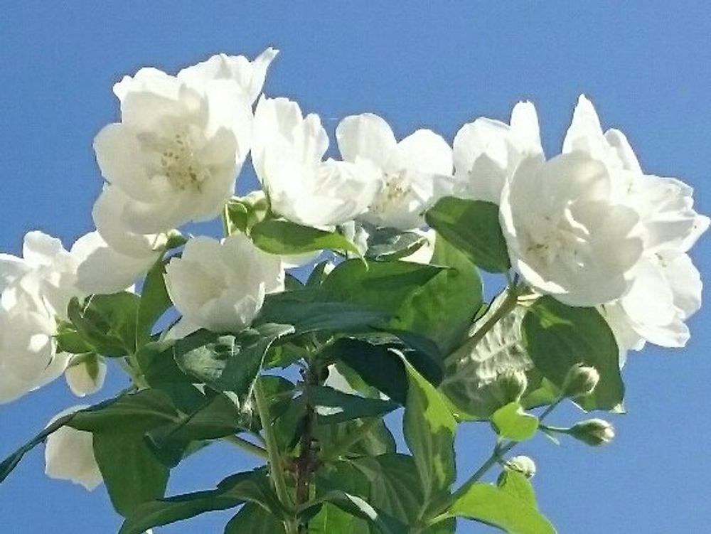 バイカウツギ(梅花空木)　白い花