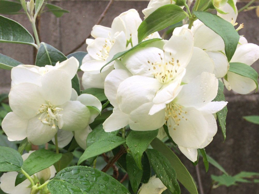 バイカウツギ(梅花空木)　白い花