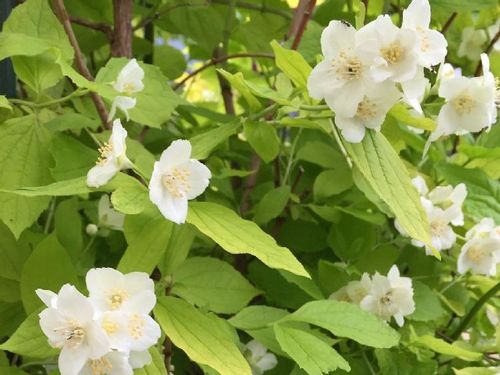 バイカウツギ 梅花空木 の育て方 植え付けの時期や水やりの頻度は Greensnap グリーンスナップ