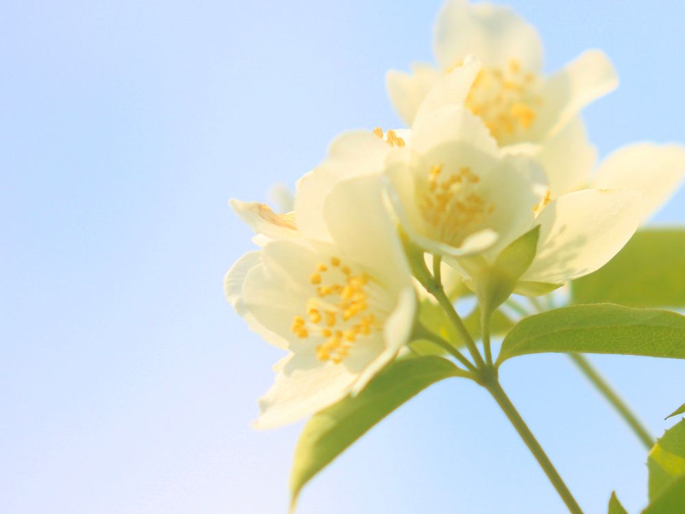 バイカウツギ(梅花空木)　白い花